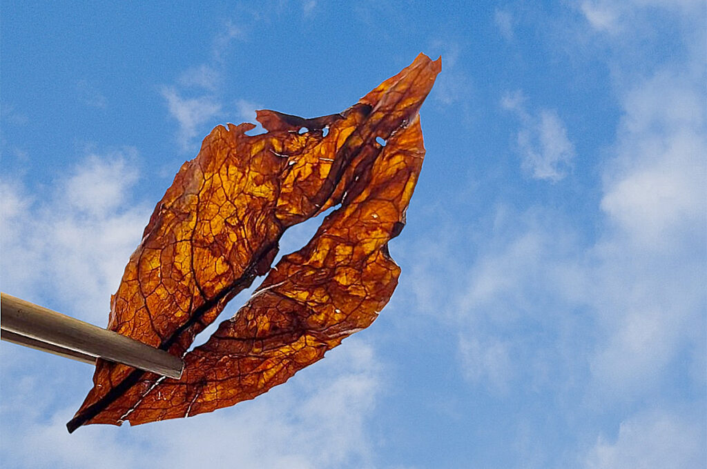 Craftsman Tea black tea leaf with backlight