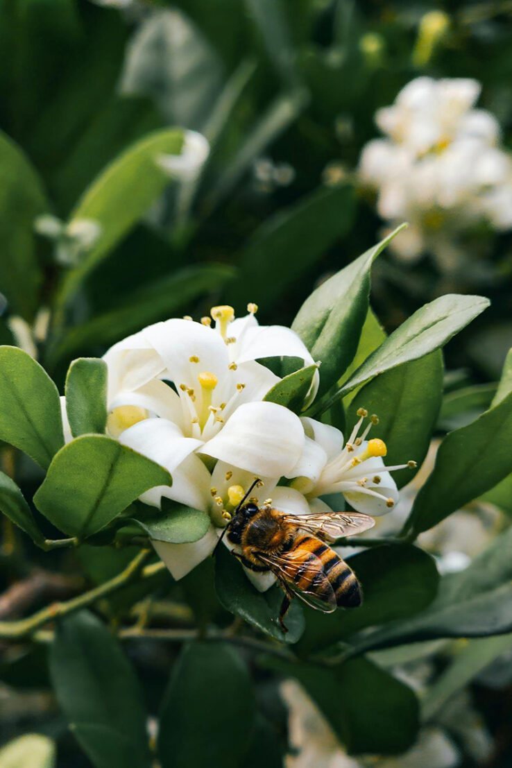 organic bee pollen granules from craftsman tea